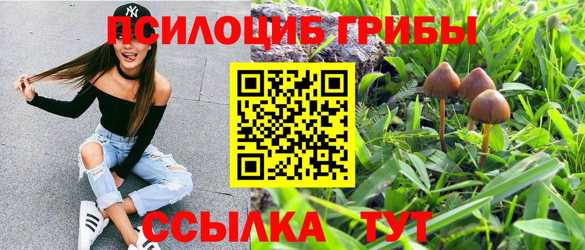 Тверь  Псилоцибиновые грибы Cubensis  Вход с VPN 